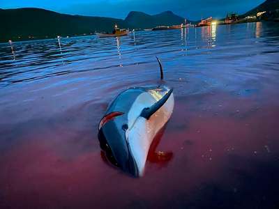 На Фарерах в ходе ежегодной забавы убили около 1500 атлантических белобоких дельфинов