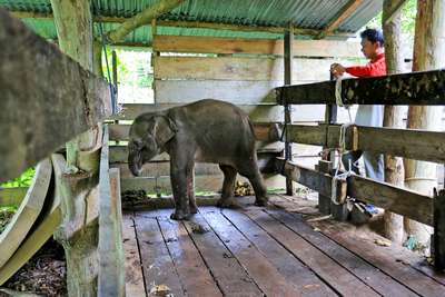 В Индонезии погиб слоненок, который потерял часть хобота из-за бpaконьеров