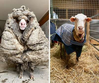 В Британии выведена овца, которую не нужно стричь