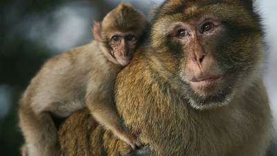 Самцы обезьян используют детей для знакомств