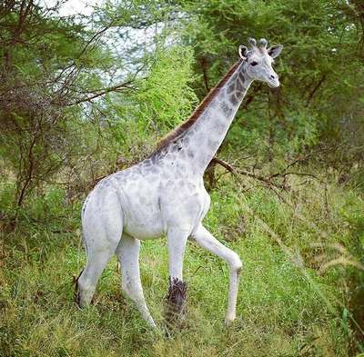 Единственного в мире белого жирафа теперь охраняют с помощью GPS-трекера