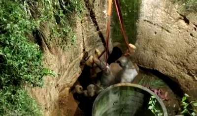 В Индии спасли слоненка, упавшего в 20-метровый колодец