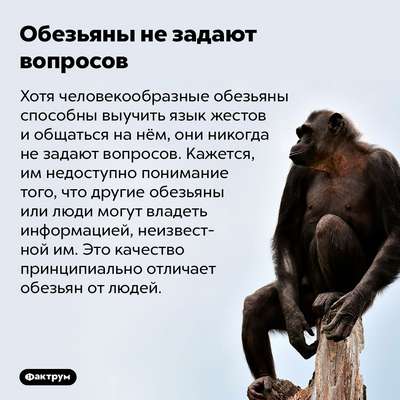 Шимпанзе, подобно людям, склонны доверять авторитетам