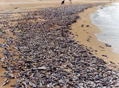 В Херсоне зафиксирован массовый замор рыбы