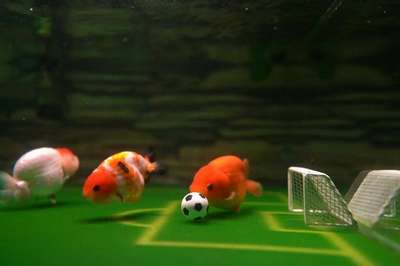 В Японии аквариумные рыбки сыграли в футбол