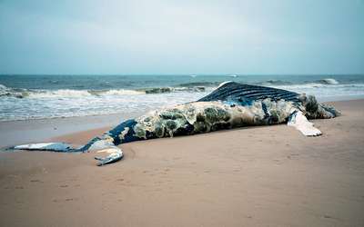 На пляже Лонг-Айленда обнаружен восьмиметровый мертвый кит