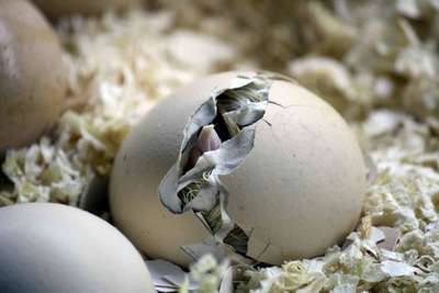 В ОАЭ из куриного яйца вылупилась редкая птица