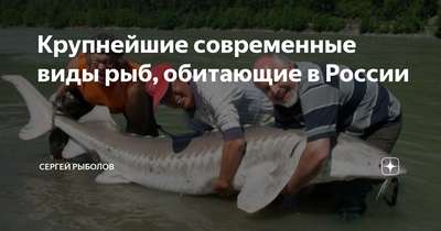 В Киевском море из-за больших потерь рыбы ее вылов запретят