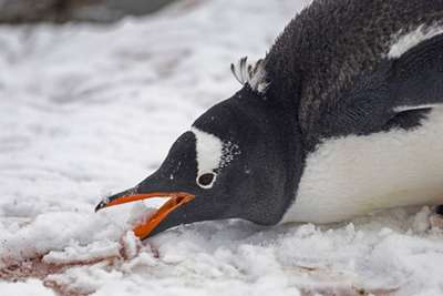 Ученые сняли на видео подводную дpaку пингвинов за живого кальмара
