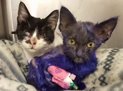 Спасенный в Калифорнии фиолетовый котенок подружился со слепой кошкой