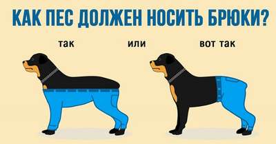 Пользователи Twitter задумались о способе ношения штанов собаками