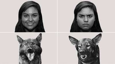 Биологи доказали способность собак «читать» эмоции