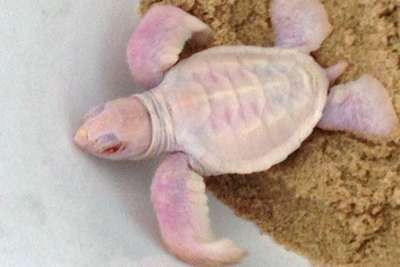 В Австралии обнаружили черепаху-альбиноса