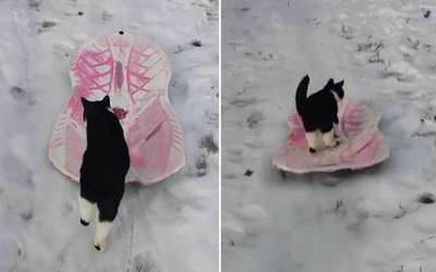 В США кот Ниндзя научился кататься на санках
