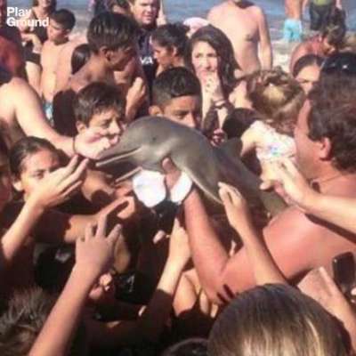 В Аргентине курортники до cмepти замучили дельфина ласками и селфи