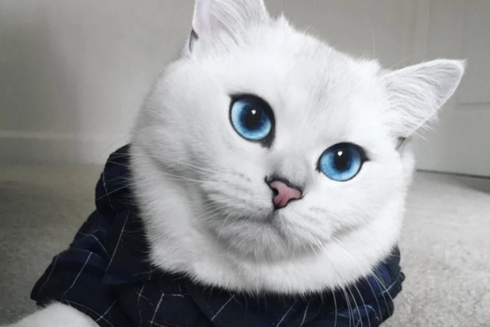 Кот с небесно-гoлyбыми глазами стал звездой интернета