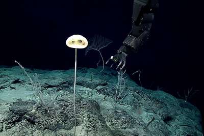 Ученые обнаружили новые морские виды