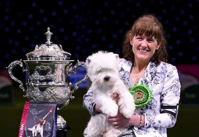 На британском дог-шоу из 22 тысяч собак выбрали лучшую