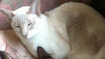 В Британии кошка выжила после восьми дней заточения в посылке