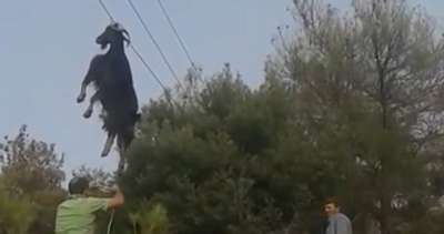 В Греции спасли повисшего на линии электропередачи козла