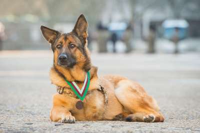 Потерявший лапу в Афганистане пес получил высшую воинскую награду