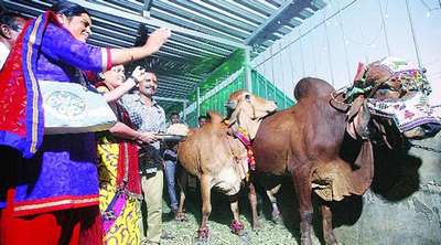 В Индии на свадьбу быка и коровы потратили 27 тысяч долларов