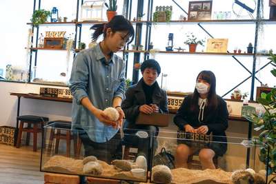В Японии открылось кафе с ежиками