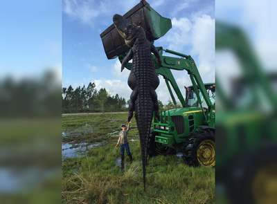 Жители Флориды застрелили любившего говядину четырехметрового аллигатора