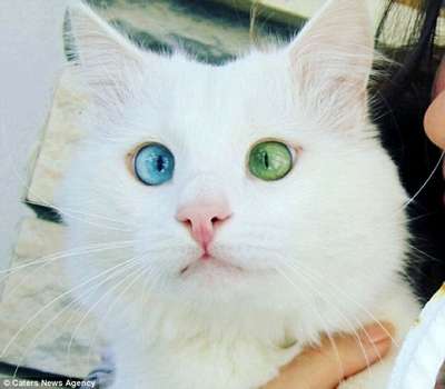 Daily Mail назвала самого красивого в мире кота