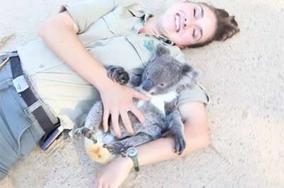 Любящая обниматься с работниками зоопарка коала покорила соцсети