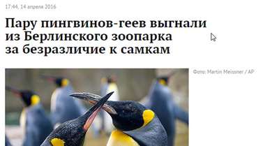 Пару пингвинов-геев выгнали из Берлинского зоопарка за безразличие к самкам