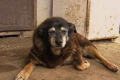 В Австралии умерла самая старая собака в мире