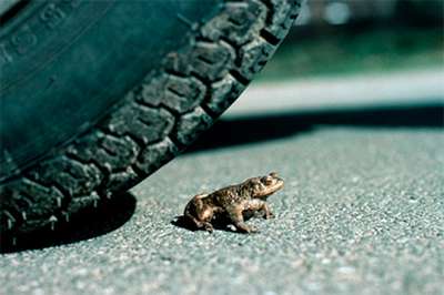 Эстонские экологи помогут жабам и лягушкам реализовать задуманное