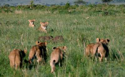 В кенийском заповеднике отравили львов из «Дневника большой кошки»