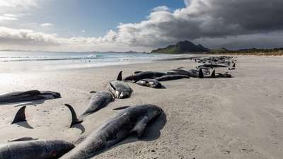 В Новой Зеландии более 20 китов спасены от cмepти