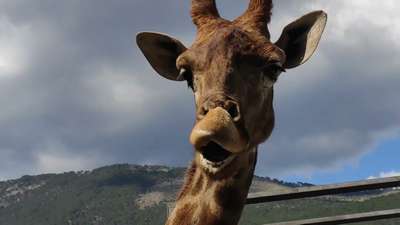 В ялтинской «Сказке» запуганному жирафу вновь разрешили посмотреть на посетителей