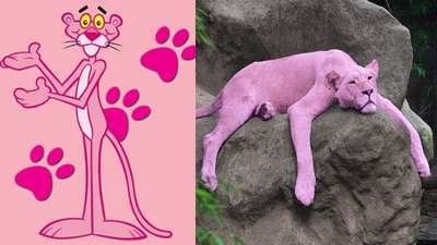 Британец превратил свою кошку в розовую пантеру