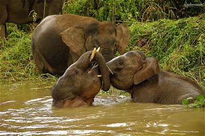 В. Чайке продадут бирманских слонов при условии, что первого родившегося слоненка он отдаст назад
