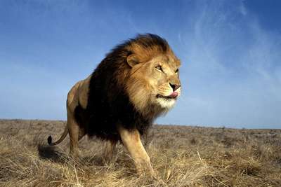 Африканские львы могут вымереть через 20 лет, прогнозируют экологи