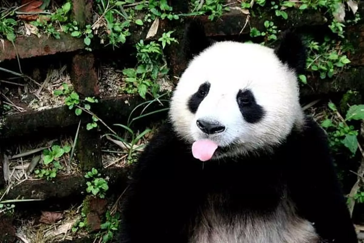 Япония заплатит Китаю полмиллиона долларов за cмepть панды