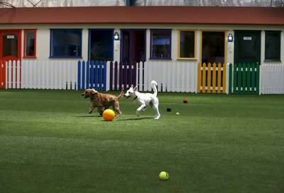 В Дубае создан первый парк для собак