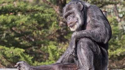 В зоопарке ЮАР умер шимпанзе, известный своим пристрастием к табаку