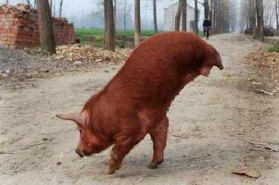 Китайский фермер воспитывает двуногую свинью
