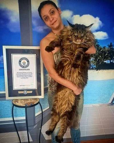 Кот из США стал самым длинным в мире домашним котом