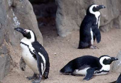 В лондонском зоопарке убиты 11 пингвинов