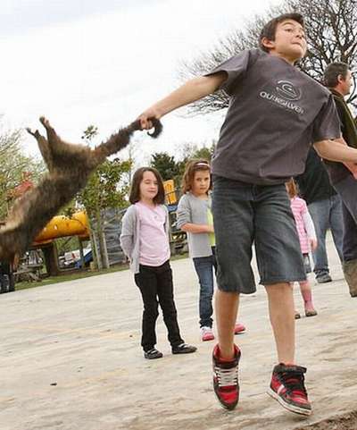 Защитники животных осудили школьные соревнования по метанию тушек опоссумов