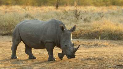 Носорог Фила "госпитализирована" в зоопарк Йоханнесбурга с 9 пулевыми ранениями