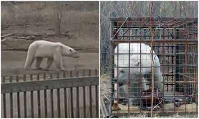 Белый медведь впервые забрел в глубь материка в Якутии