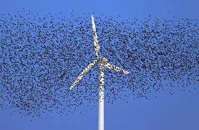 Ветряные электростанции уничтожают тысячи птиц и летучих мышей ежегодно