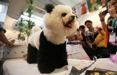 Китайцы раскрашивают пуделей и делают из собак "панд" и "мишек"